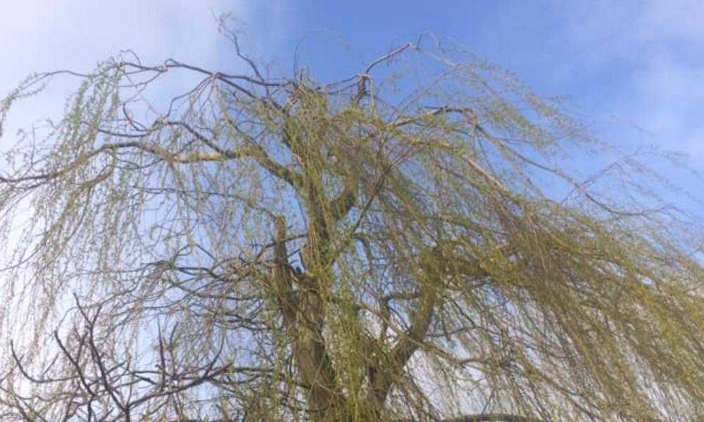 Northwich Tree Surgery Tree Reductions and Thinning